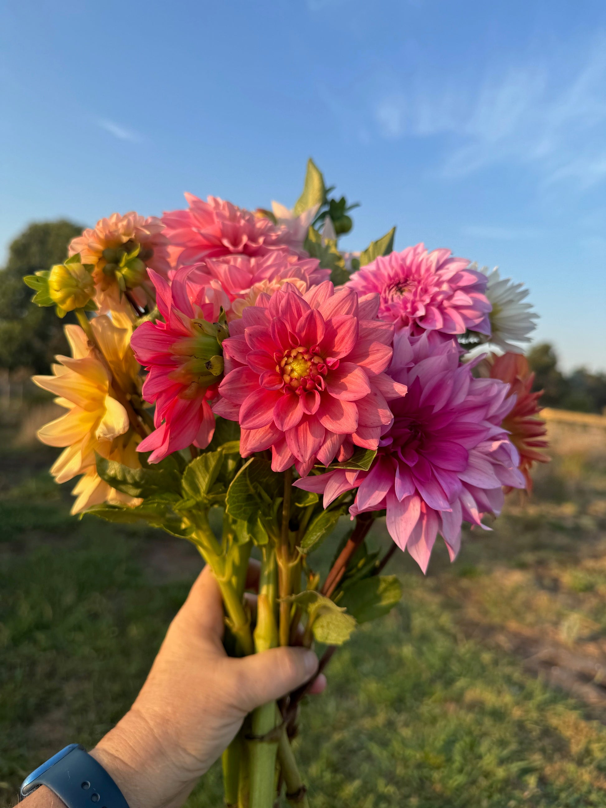 Dahlia flowers freshly picked